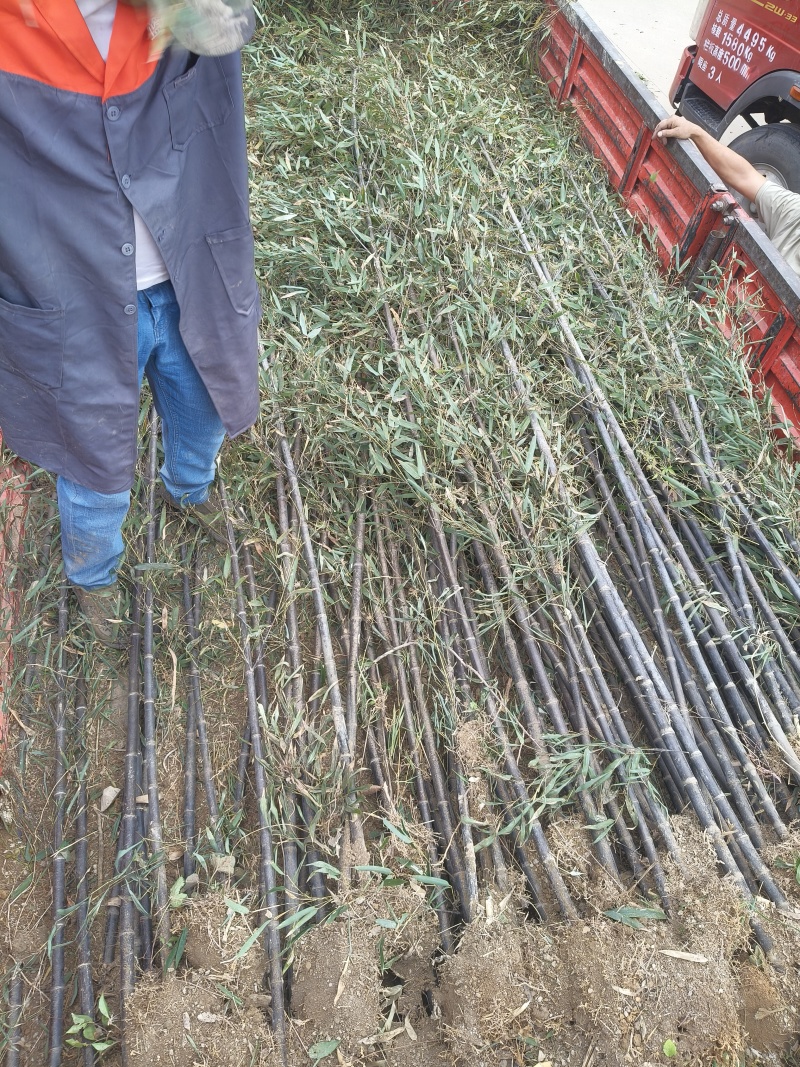 紫竹直径2公分，基地有量，欢迎来一亩田订购。