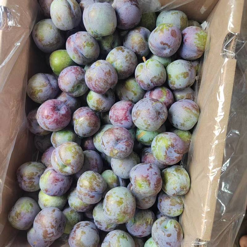 五月脆李子大量有货常年供应专注品质可视频看货
