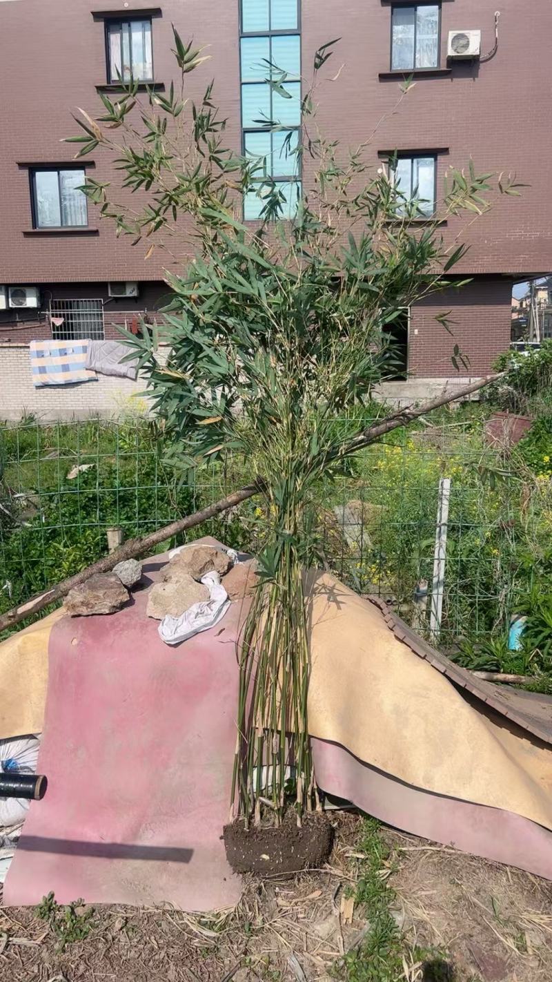 慈孝竹高度2m、2.5m基地有量，欢迎来一亩田订购。