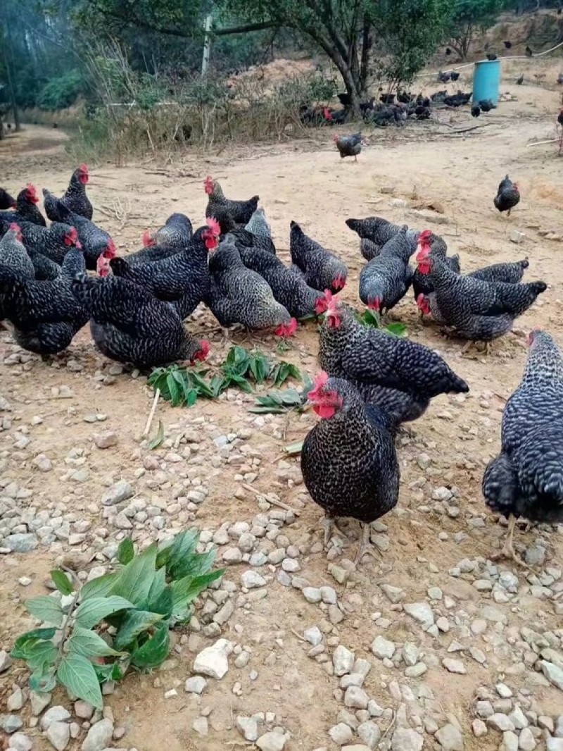 4-5两芦花鸡苗，芦花鸡下绿壳蛋，常年供应，