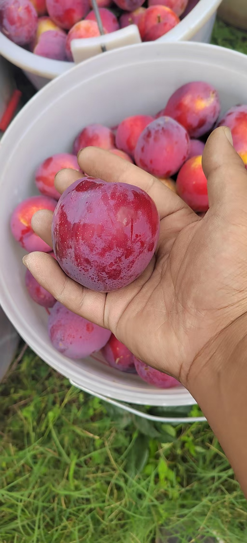 红布林，大量有货常年供应专注品质可视频看货