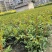 丰花月季杯苗批发，基地直销，高度20-35厘米，各种规格
