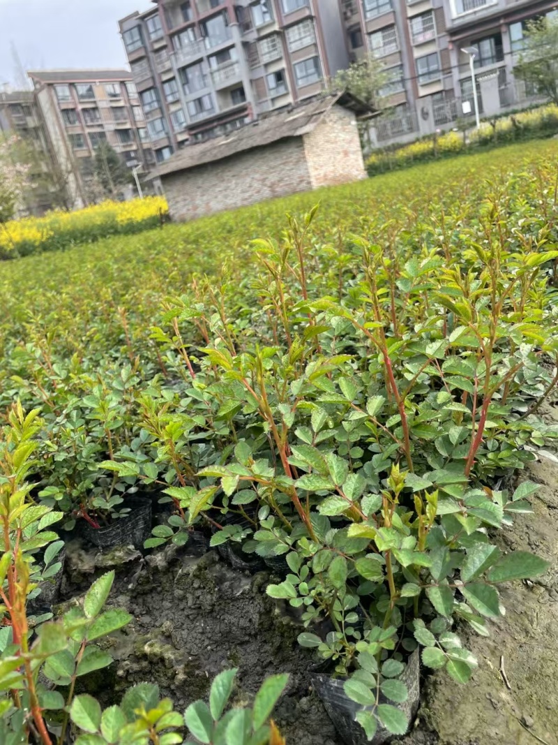 丰花月季杯苗批发，基地直销，高度20-35厘米，各种规格