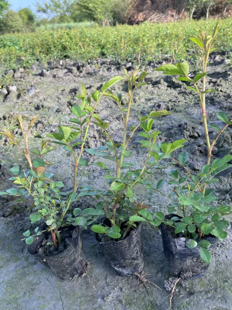 丰花月季杯苗批发，基地直销，高度20-35厘米，各种规格