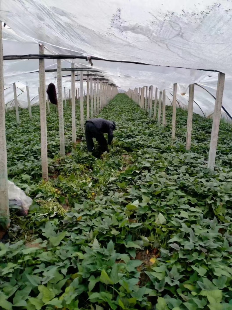 哈密冰糖薯红薯苗红皮白心冰糖蜜薯产量高品质