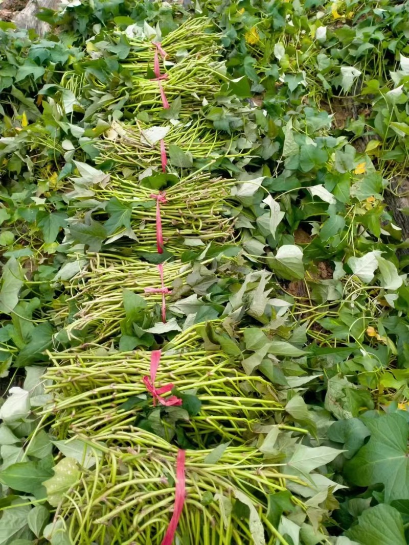 哈密冰糖薯红薯苗红皮白心冰糖蜜薯产量高品质