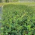 丰花月季杯苗批发，基地直销，高度20-35厘米，各种规格