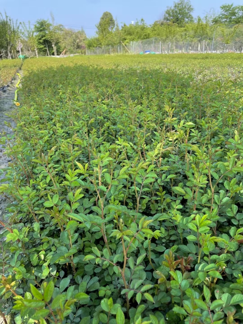 丰花月季杯苗批发，基地直销，高度20-35厘米，各种规格