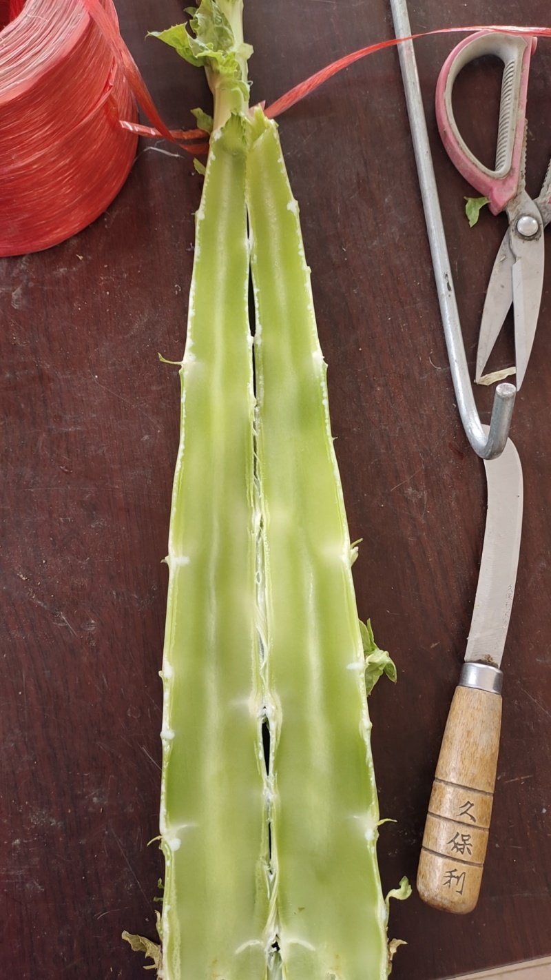 精品莴苣杆子大量上市***********