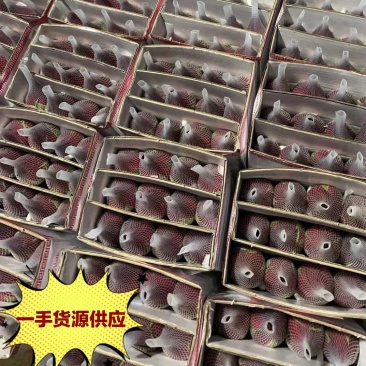 红玫瑰，卡罗拉，产地直发，质量保证，量大优惠来电合作。