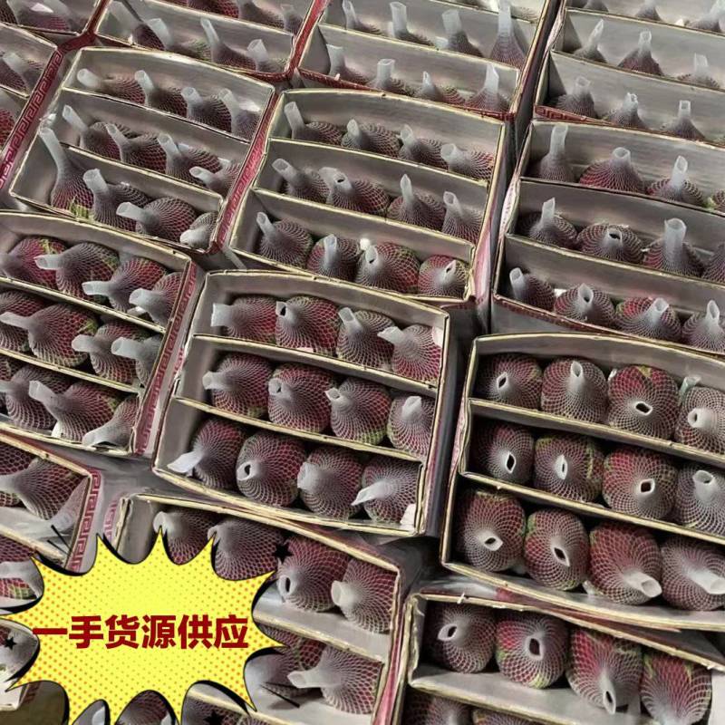 红玫瑰，卡罗拉，产地直发，质量保证，量大优惠来电合作。