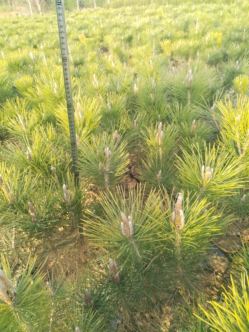 黑松苗，黑松，松树，30公分-2米黑松苗大量现货供应