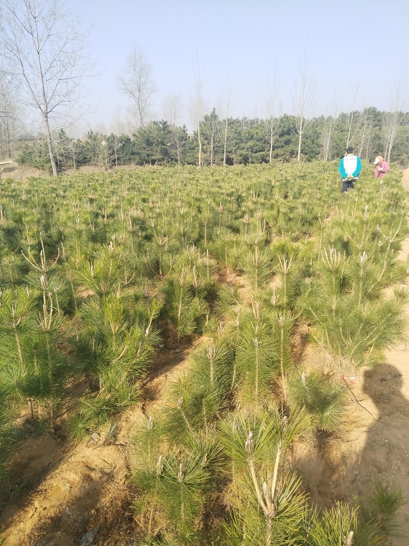 黑松苗，黑松，松树，30公分-2米黑松苗大量现货供应