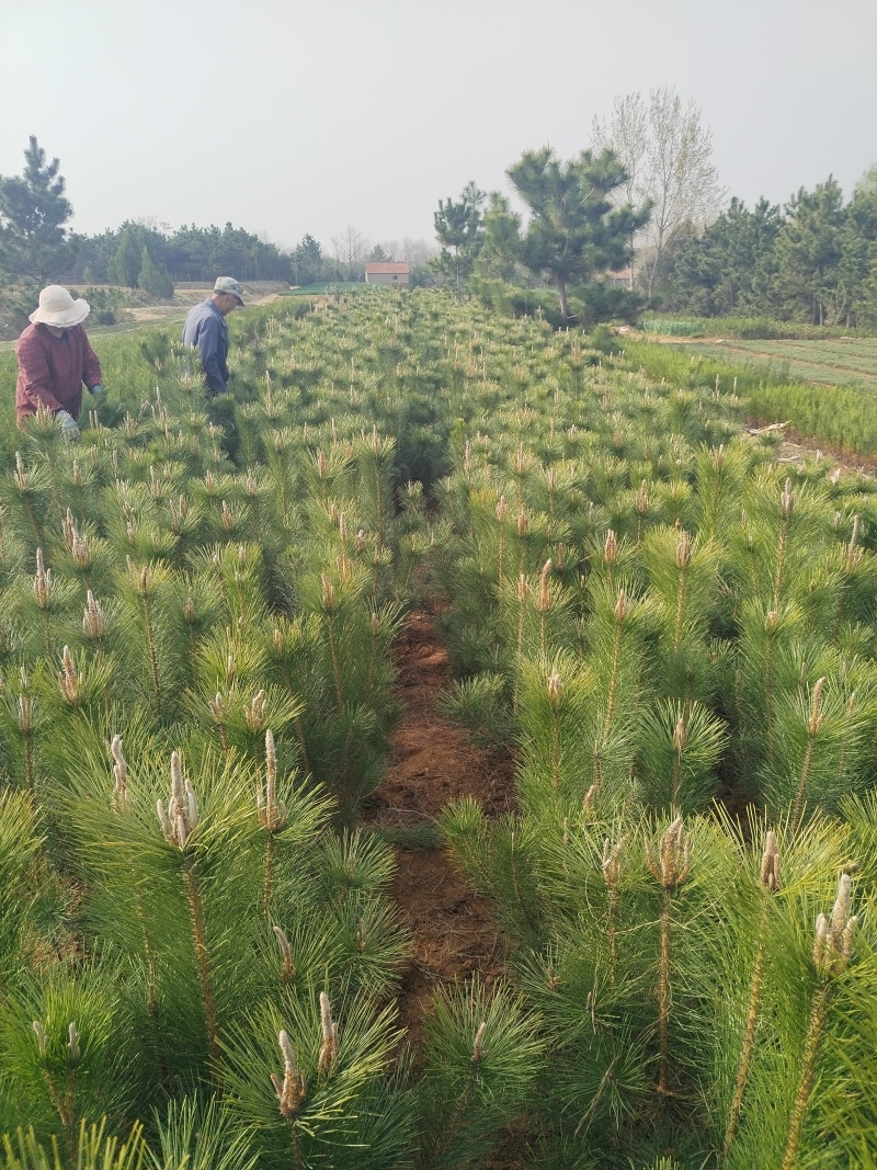 黑松苗，黑松，松树，30公分-2米黑松苗大量现货供应