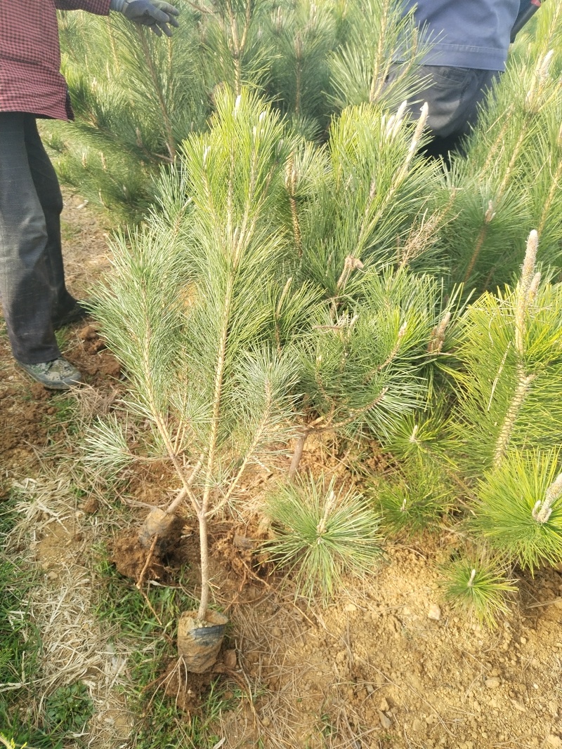 黑松苗，黑松，松树，30公分-2米黑松苗大量现货供应