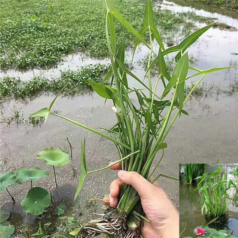 优质茨菇苗，品种齐全，大量供应，欢迎各位老板前来采购咨询