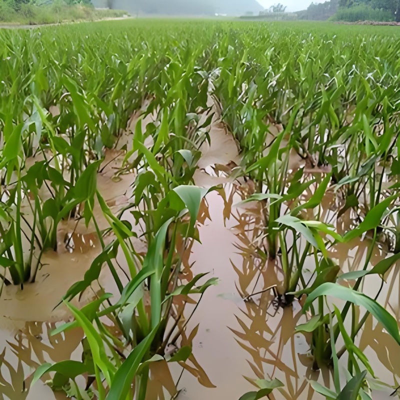 优质茨菇苗，品种齐全，大量供应，欢迎各位老板前来采购咨询
