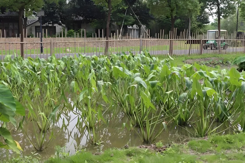 优质茨菇苗，品种齐全，大量供应，欢迎各位老板前来采购咨询