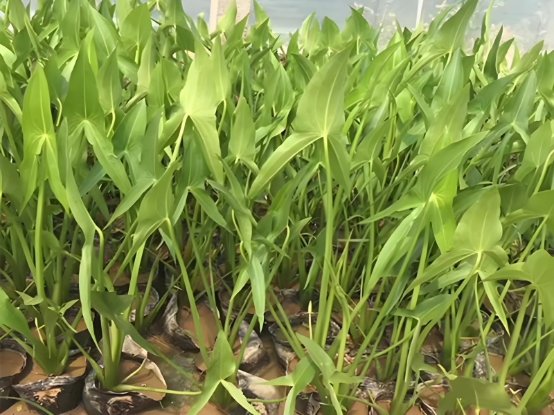 优质茨菇苗，品种齐全，大量供应，欢迎各位老板前来采购咨询