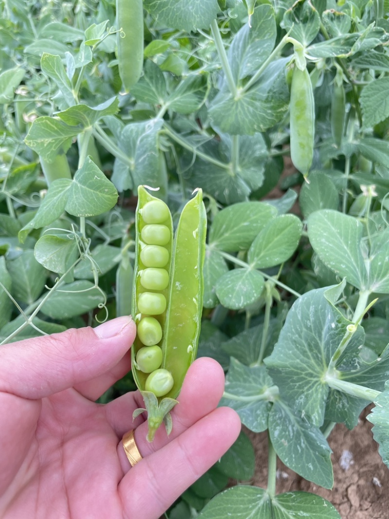 河南豌豆荚，中碗9，长寿仁，供应商超，市场，产地批发