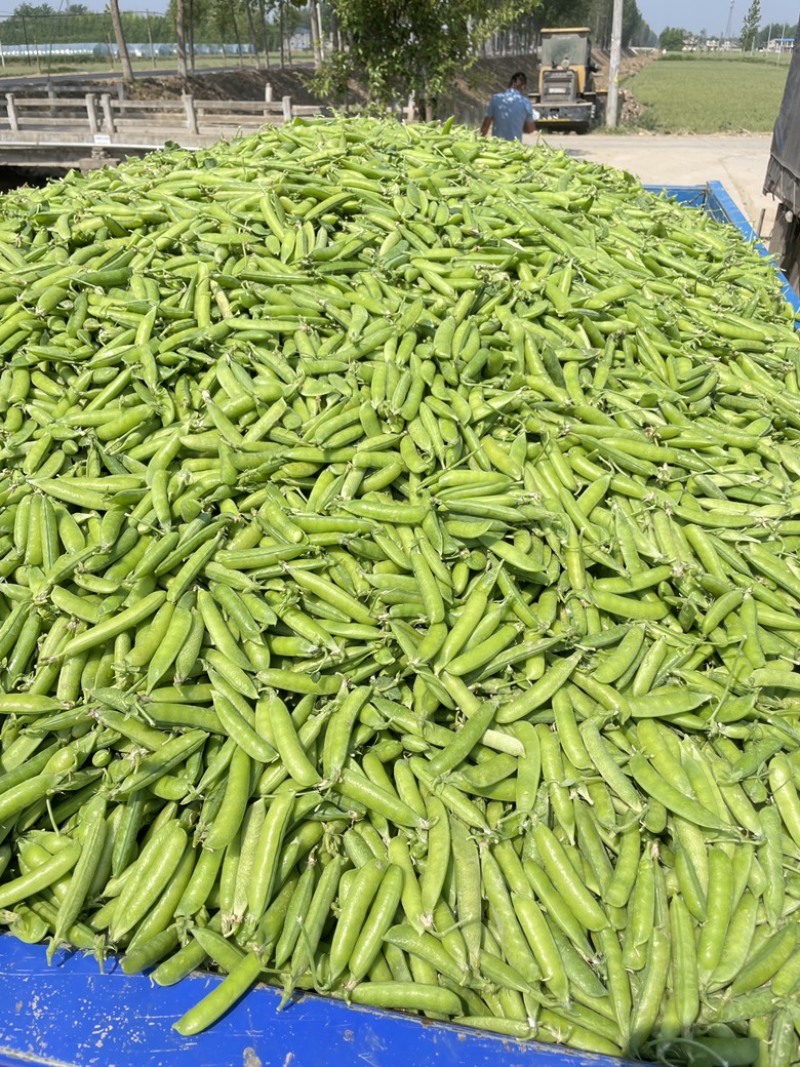 河南豌豆荚，中碗9，长寿仁，供应商超，市场，产地批发