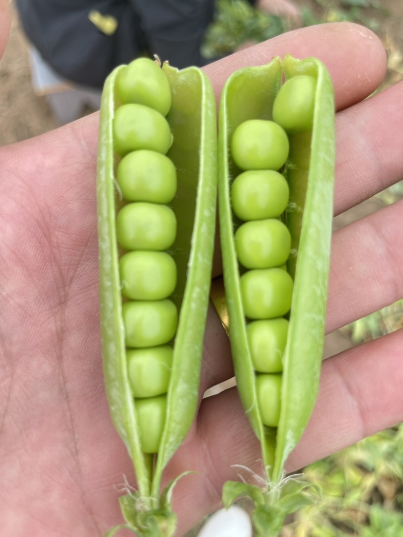河南豌豆荚，中碗9，长寿仁，供应商超，市场，产地批发