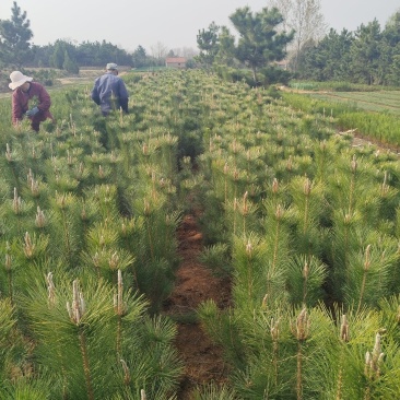 黑松苗，黑松，松树，30公分-2米黑松苗大量现货供应