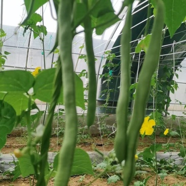 白不老豆角大量供应品质保证可视频看货欢迎订购