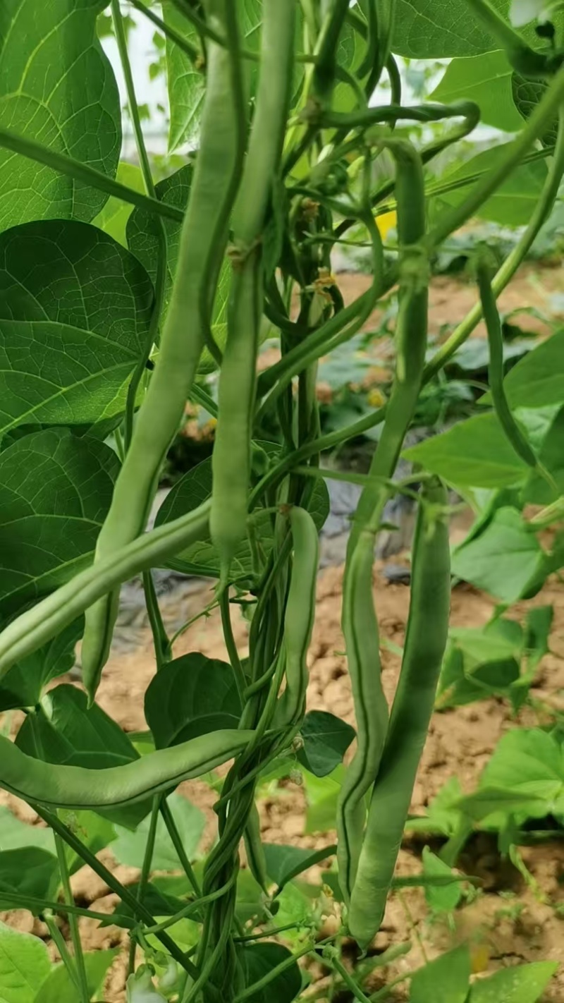 白不老豆角大量供应品质保证可视频看货欢迎订购