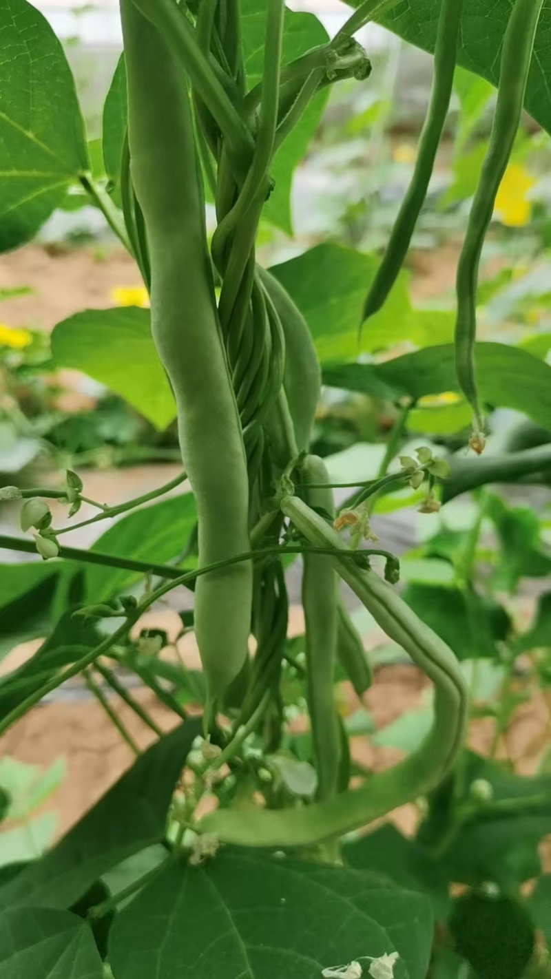 白不老豆角大量供应品质保证可视频看货欢迎订购