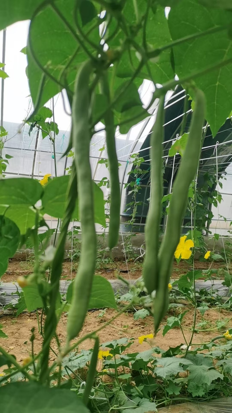 白不老豆角大量供应品质保证可视频看货欢迎订购