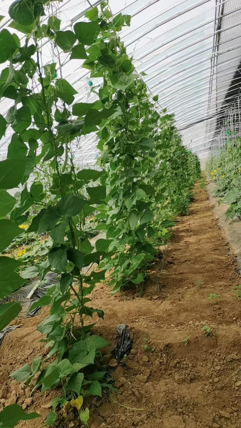 白不老豆角大量供应品质保证可视频看货欢迎订购