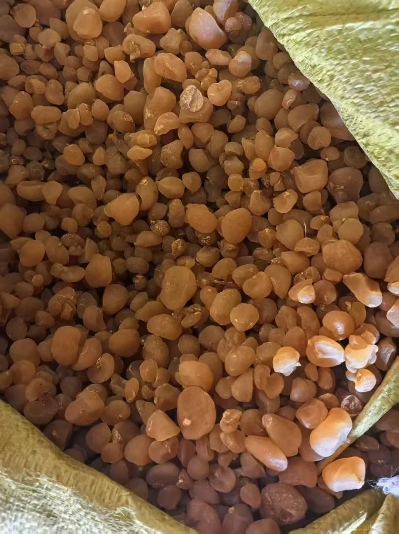 土贝母