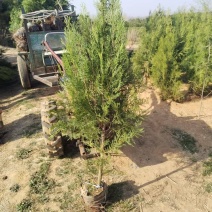 山东临沂侧柏，柏树，扁柏，侧柏苗，柏树苗