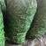四川蚕豆，大白二白胡豆，产地直供，品质好，量大