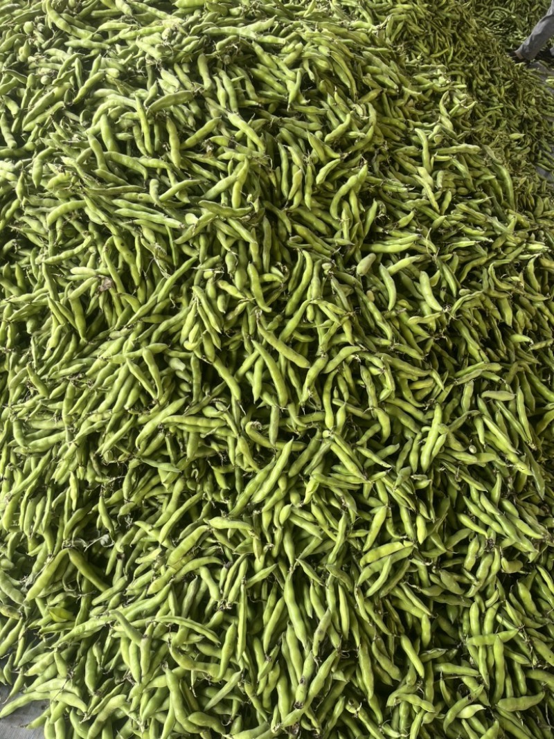四川蚕豆，大白二白胡豆，产地直供，品质好，量大