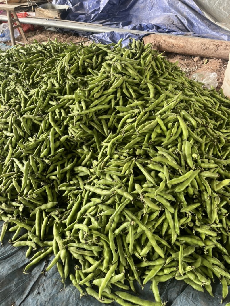 四川蚕豆，大白二白胡豆，产地直供，品质好，量大