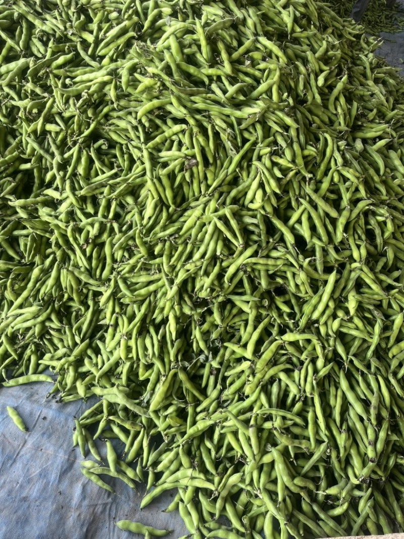 四川蚕豆，大白二白胡豆，产地直供，品质好，量大
