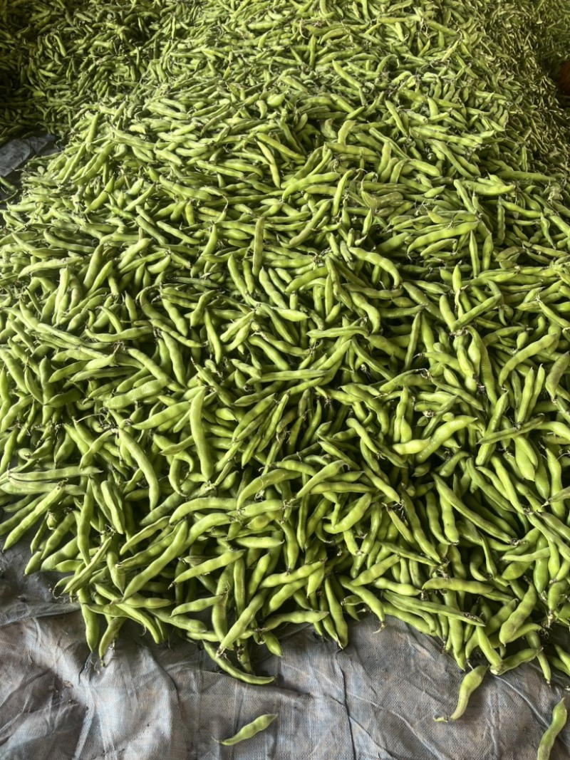 四川蚕豆，大白二白胡豆，产地直供，品质好，量大