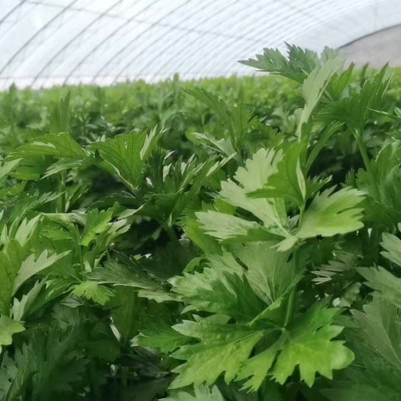 芹菜大量供应一手货源产地直发保质保量物美价廉