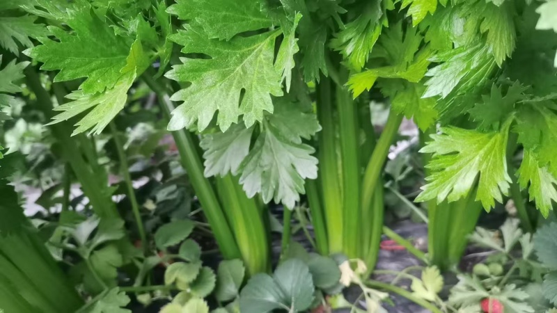 芹菜大量供应一手货源产地直发保质保量物美价廉