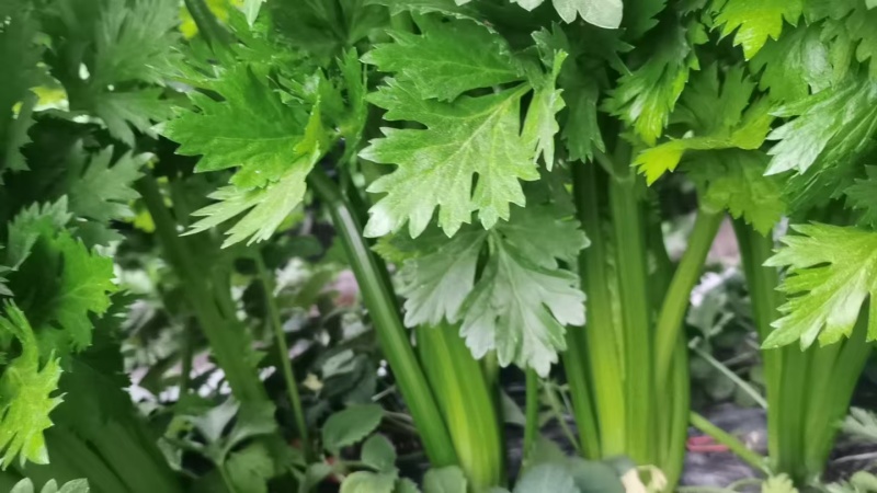 芹菜大量供应一手货源产地直发保质保量物美价廉