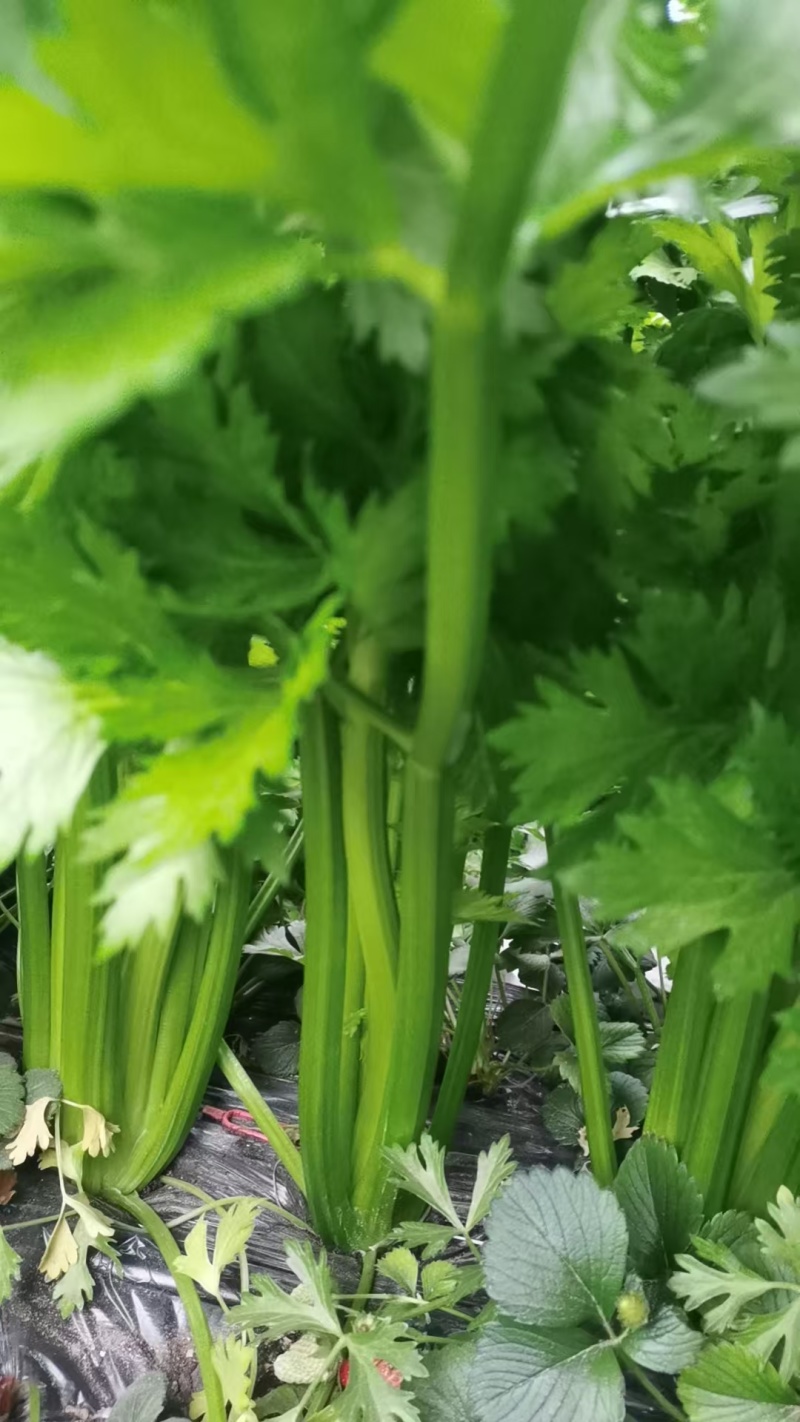芹菜大量供应一手货源产地直发保质保量物美价廉