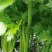 芹菜大量供应一手货源产地直发保质保量物美价廉