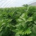 芹菜大量供应一手货源产地直发保质保量物美价廉