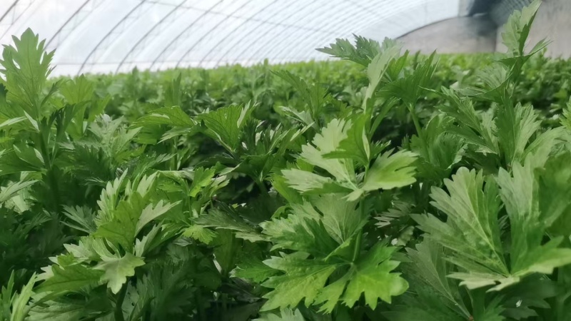 芹菜大量供应一手货源产地直发保质保量物美价廉
