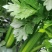 芹菜大量供应一手货源产地直发保质保量物美价廉
