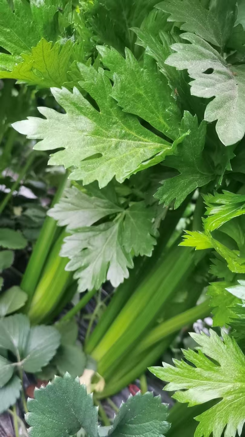 芹菜大量供应一手货源产地直发保质保量物美价廉