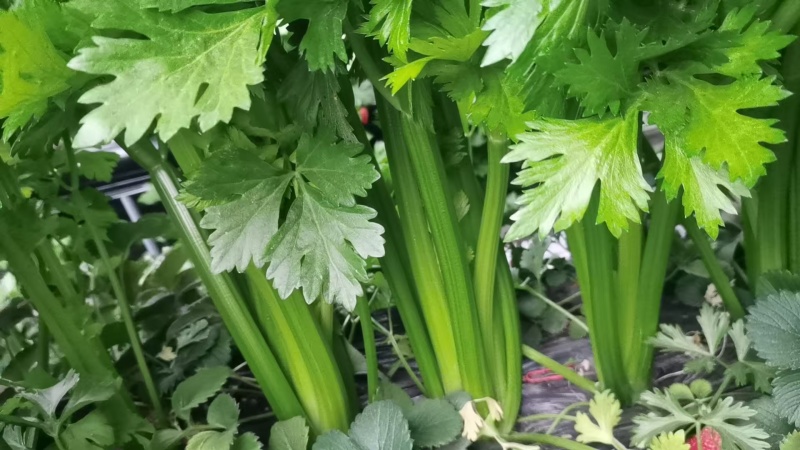 芹菜大量供应一手货源产地直发保质保量物美价廉