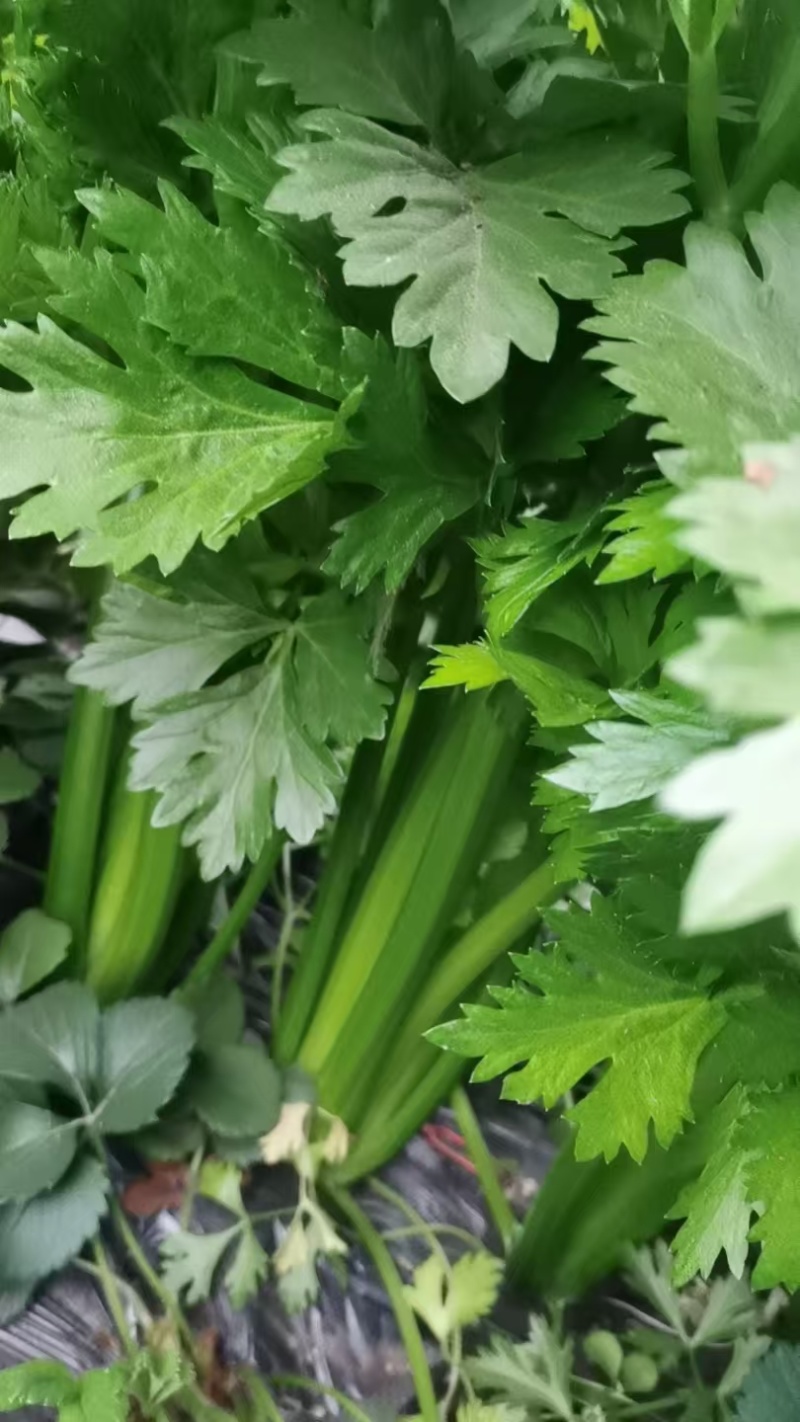 芹菜大量供应一手货源产地直发保质保量物美价廉